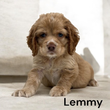 puppy, for, sale, Cocker Spaniel, Joe & Cherri  Overlease, dog, breeder, Miller, MO, dog-breeder, puppy-for-sale, forsale, nearby, find, puppyfind, locator, puppylocator, aca